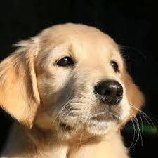 Golden Retriever Irk Ozellikleri Ve Bakimi Vetart