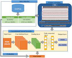 Conv, pool and fc layers. Snare Cnn A 2d Convolutional Neural Network Architecture To Identify Snare Proteins From High Throughput Sequencing Data Peerj