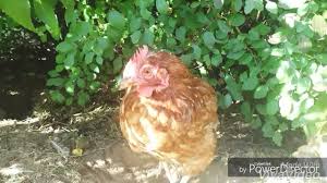 Face à la progression de la grippe aviaire en europe, les autorités françaises ont passé jeudi 46 départements en risque élevé d'introduction de la grippe aviaire par les oiseaux migrateurs. Grippe Aviaire Chez Les Poulets Symptomes Et Signes Comment Elle Se Manifeste Et Qui Peut Etre Traitee Comment Identifier Et Diagnostiquer Photo Aviculture