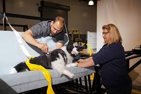 For Crash Test Dummy Dogs Seat Belts A Bust Wsj