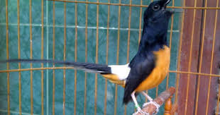 Burung murai batu dari indonesia memiliki keunikan serta ciri khas suara yang tidak dimiliki oleh burung impor dari mancanegara. Download Suara Murai Batu Medan Terbaik Mp3 Gratis