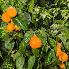 The usual tangelo season starts from january to april. Minneola Tangelo Oscar Tintori Nurseries Worldwide Citrus Plants