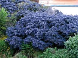 We did not find results for: Windsor Landscape Contractor Uses Ceanothus Details Landscape Art
