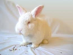 Maybe you would like to learn more about one of these? Ghici La Ce Ma Gandesc Acum Parinti De Iepurasi