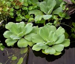 Image result for Pistia