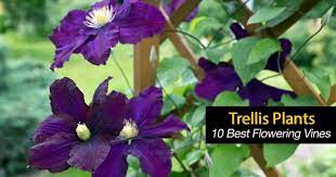 Maybe you would like to learn more about one of these? Flowering Vines What Are 10 Of The Best Trellis Plants
