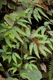 Image result for Gleicheniaceae