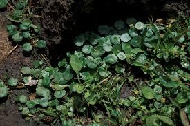 Image result for Hydrocotyle