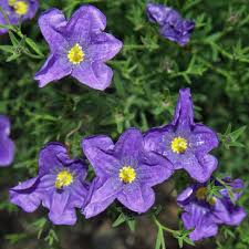 Image result for Nierembergia hippomanica