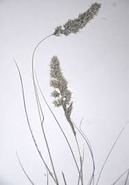 Image result for Enneapogon scoparius