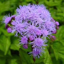 Image result for Ageratum