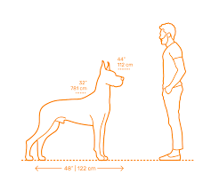 Great Dane Dimensions Drawings Dimensions Guide