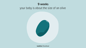 Until the end of the period, it increases by 500 times compared to its original size. 9 Weeks Pregnant Symptoms Tips And More