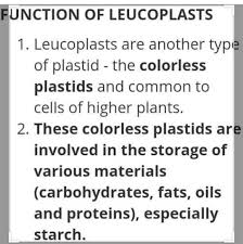 What Is The Function Of Plastids? - Types And Their Functions -  Geeksforgeeks