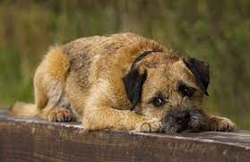 Pin On Border Terrier