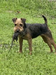 Image result for lakeland teriér