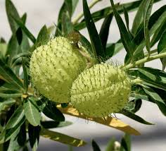 Hairy Balls Balloon Milkweed Gomphocarpus Flower Seeds Flower Garden Zinnia Flowers