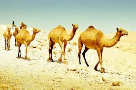 Most animals are put in a totally artificial environment, isolated from everything they would meet in their natural habitat. Biodiversity And Adaptations Of Biomes Advanced Ck 12 Foundation