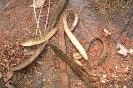 Image result for Rhaptopetalum roseum