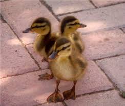 The brooding area is the area where the ducklings will live. How To Raise Baby Ducklings Pethelpful