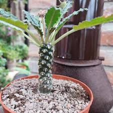 Image result for Dorstenia dinklagei