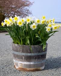 We did not find results for: Chill Period For Bulbs Tips For Chilling Flower Bulbs