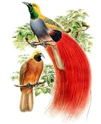 Emblem Papua New Guinea Bird Of Paradise Paradisaea Decora Bird Of Paradise Tattoo Birds Of Paradise Bird