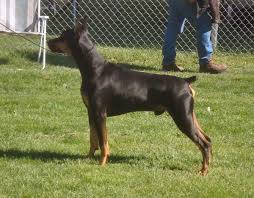 European doberman puppies for sale uk. How To Get A Doberman With Legally Docked Tail And Cropped Ears