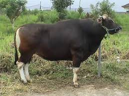 Lembu punya susu sapi dapat nama. Kerbau Punya Susu Sapi Punya Nama
