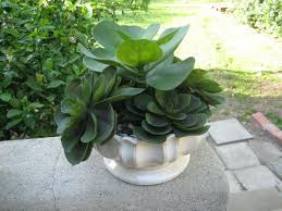 Piante da appartamento e da interno per il 2020, piante grasse, verdi o carnivore per arredare della casa. Puzzle Wdychac Wdziek Piante Grasse Artificiali Amazon Crisisresiliencesurvival Com