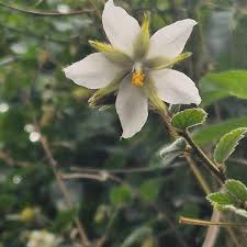 Image result for Hibiscus fuscus