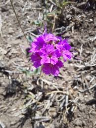 Image result for Commicarpus