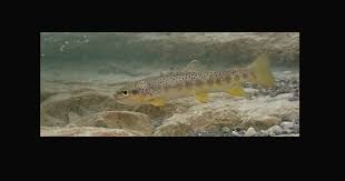 Die selbitz ist ein 36,6 km langer, orografisch linker nebenfluss der saale im östlichen frankenwald in den beiden freistaaten bayern und thüringen. Freiburg Gulle Totet 500 Fische Bauernzeitung