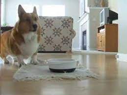 Will my #corgi #dog notice me dancing behind? The Best Of Sparky Kibble Dancing Youtube