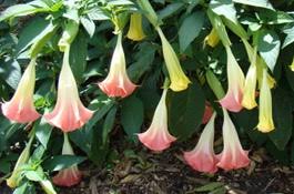 Image result for Droogmansia