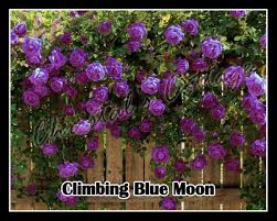 With large classic shaped blooms (around 4 wide) in a stunning lilac colour which have a. 1 Established Orange Fragrant Climbing Rose Flower Potted Plant Shrub 75 80cm Tall