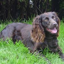 Boykin's make wonderful family pets as well as excellent hunting dogs. Boykin Spaniel Breed Guide Learn About The Boykin Spaniel