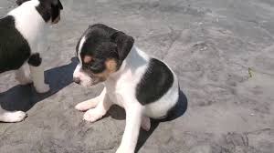 After raising only rat terriers for 16yrs. Rat Terrier Puppies For Sale From Reputable Dog Breeders
