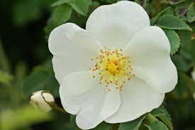 Wild Rose Wild Roses Flower Essences Flower Essences Remedies