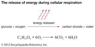 Cellular Respiration Process Products Britannica