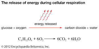 cellular respiration process products britannica