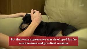 Usually, they gave birth between one to six little puppies. Dachshund Dog Breed Information Pictures Characteristics Facts Dogtime