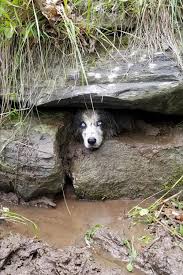 Check spelling or type a new query. Dog Saved From Mountain Culvert With Jaws Of Life People Com