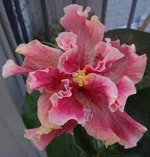 Pin By Maryte Arias On Hibicus Hibiscus Plant Tropical Flower Plants Unusual Flowers