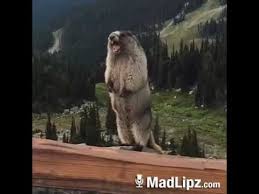 Auguri Di Buon Anno Dalla Marmotta Youtube Immagini Divertenti Divertente Video Divertenti