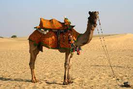 Also the wide feet help the camel not. 6 Amazing Things We Should Learn From Camel Feet Stillunfold