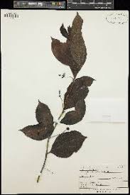 Image result for Morinda lucida