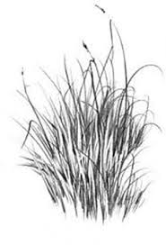 Jasa pembuatan lukisan hitam putih publications facebook. Rajah Padang Rumput Pensil Kelas Induk Untuk Pemula