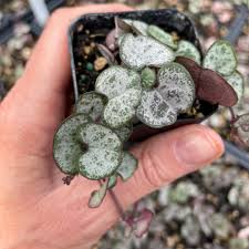 Image result for Ceropegia stenifolia