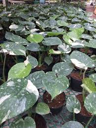 Variegated Monstera Deliciosa Thai Constellation Monstera Deliciosa Monstera Plants